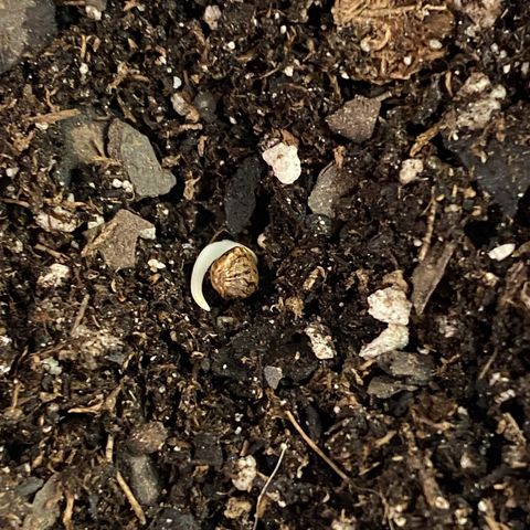 Purple Punch growlog photo