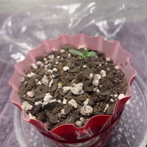 Purple Punch growlog photo