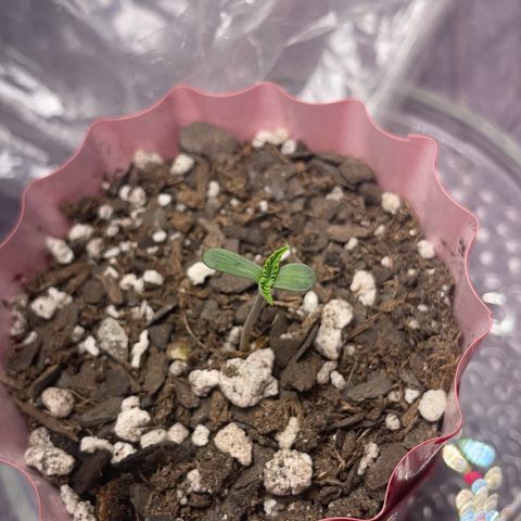 Purple Punch growlog photo