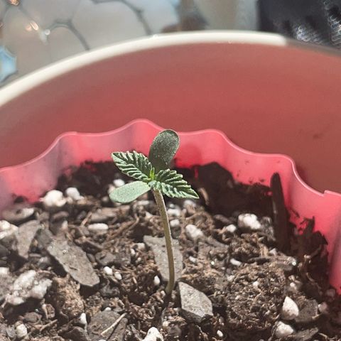 Purple Punch growlog photo