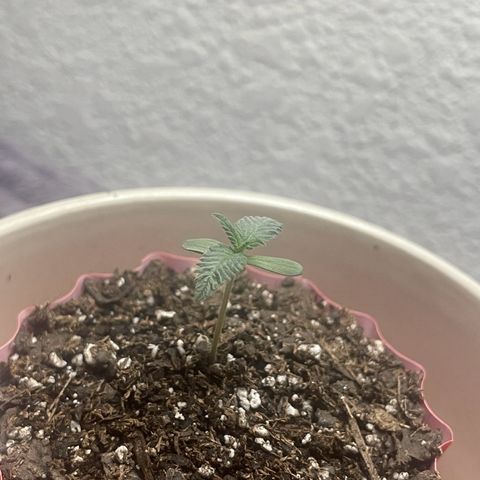 Purple Punch growlog timeline photo