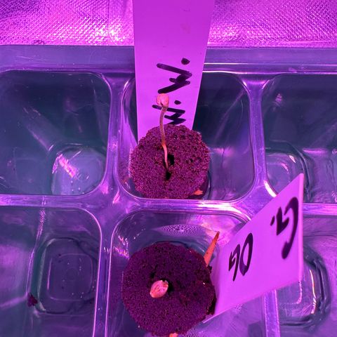 White Widow growlog timeline photo