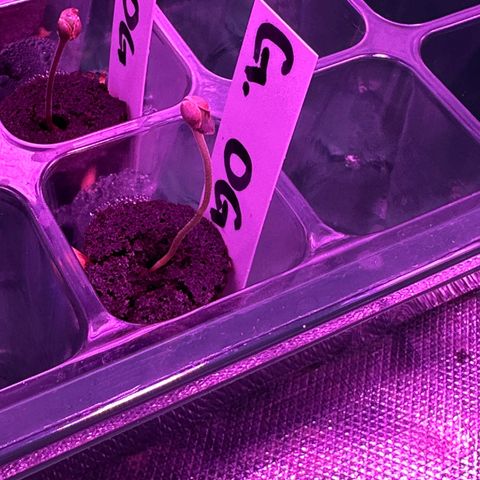Gelato OG #1 growlog timeline photo