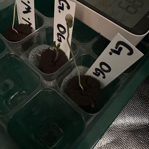 Gelato OG #1 growlog timeline photo