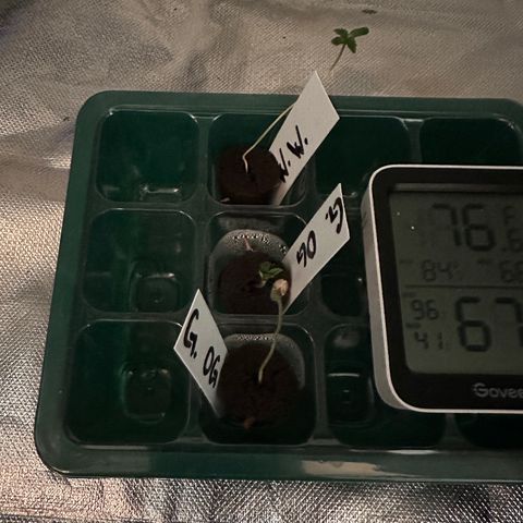 Gelato OG #1 growlog timeline photo