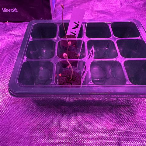 White Widow growlog timeline photo