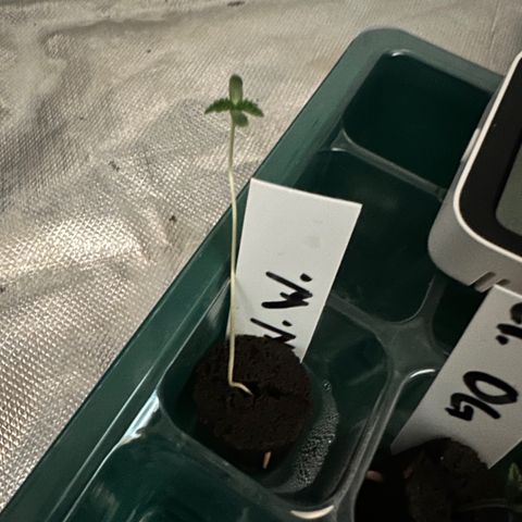 White Widow growlog timeline photo