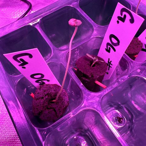 Gelato OG #1 growlog timeline photo