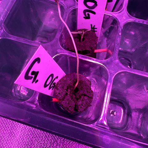 Gelato OG #1 growlog timeline photo