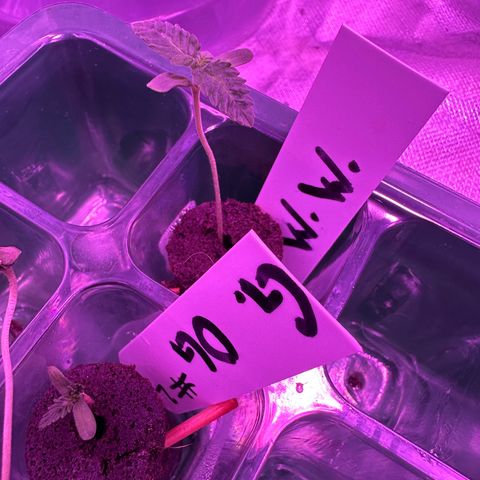 White Widow growlog timeline photo