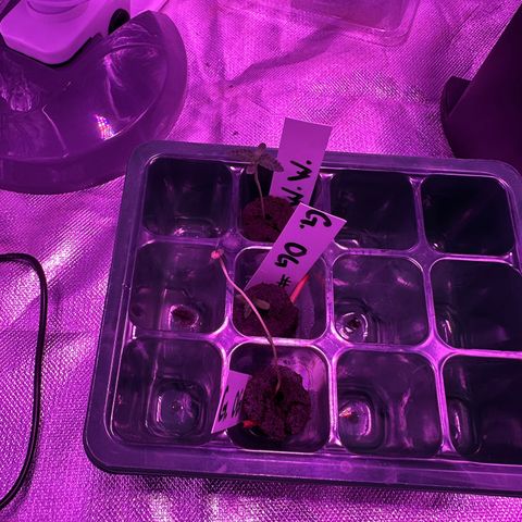 White Widow growlog timeline photo