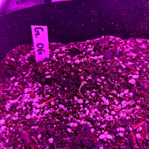 Gelato OG #1 growlog timeline photo