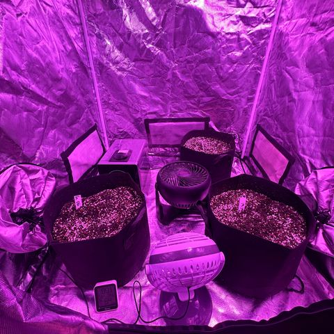 Gelato OG #1 growlog timeline photo