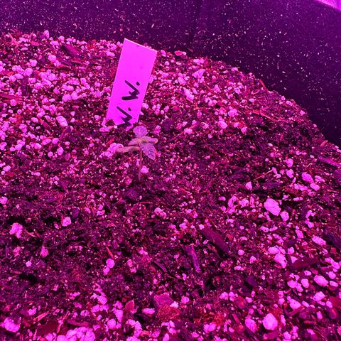 White Widow growlog timeline photo