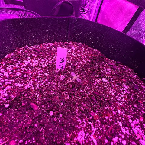 White Widow growlog timeline photo