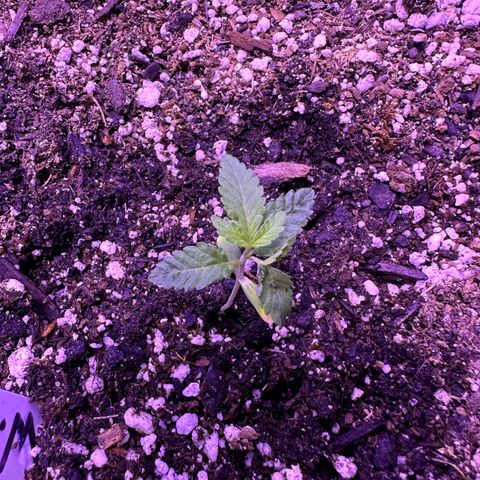 White Widow growlog timeline photo