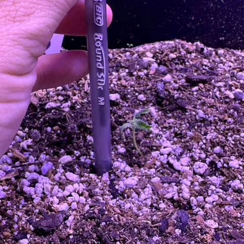 Gelato OG #1 growlog timeline photo
