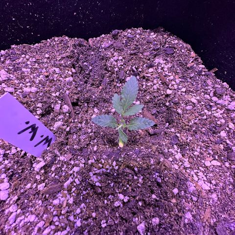 White Widow growlog timeline photo
