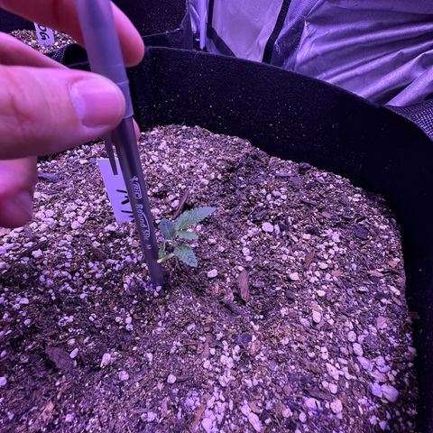 White Widow growlog timeline photo