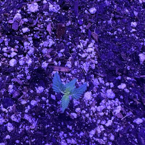 Gelato OG #1 growlog timeline photo