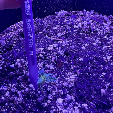 Gelato OG #1 growlog timeline photo