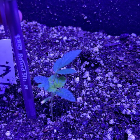 White Widow growlog timeline photo