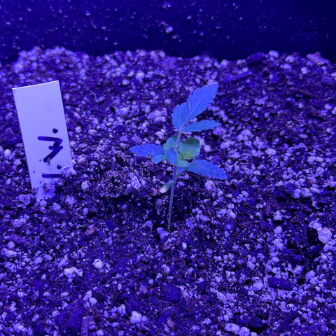 White Widow growlog timeline photo
