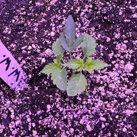 White Widow growlog photo: Looking good. The flush definitely helped. 