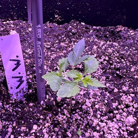 White Widow growlog photo: Looking good. The flush definitely helped. 