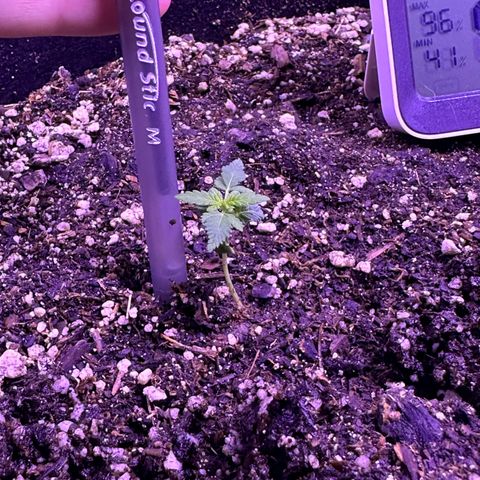 Gelato OG #1 growlog photo: Looking much better. The flush definitely helped. Leaves are starting to straightening out. Will co tongue to flush with 6.0 pH water for the next few weeks before starting nutrients. 