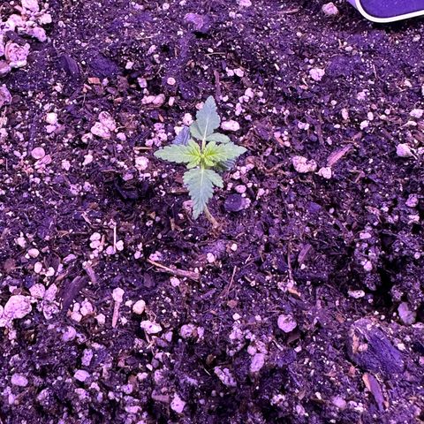 Gelato OG #1 growlog photo: Looking much better. The flush definitely helped. Leaves are starting to straightening out. Will co tongue to flush with 6.0 pH water for the next few weeks before starting nutrients. 