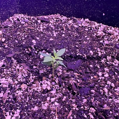 Gelato OG #1 growlog photo: Didn’t think this baby was going to survive but she persevered! Most of the leaves have straightened out and it’s growing every day! 