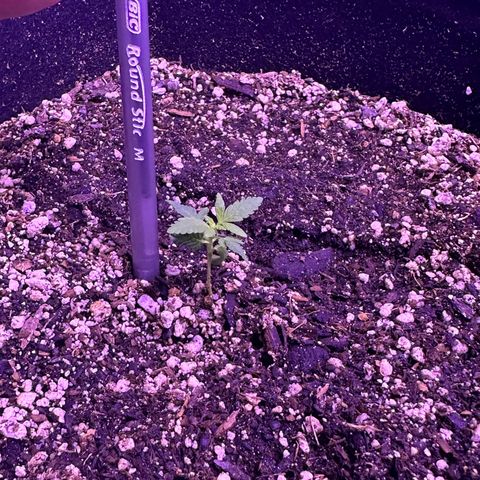 Gelato OG #1 growlog photo: Didn’t think this baby was going to survive but she persevered! Most of the leaves have straightened out and it’s growing every day! 