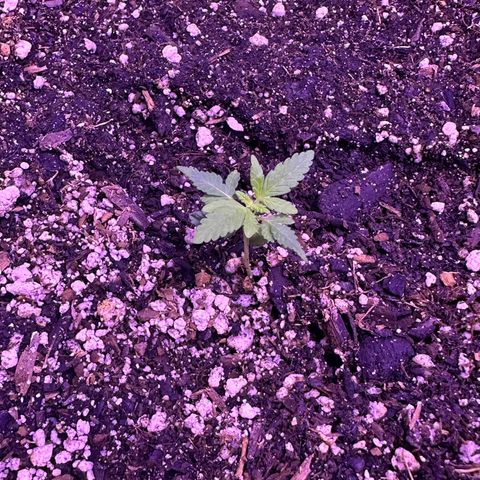 Gelato OG #1 growlog photo: Didn’t think this baby was going to survive but she persevered! Most of the leaves have straightened out and it’s growing every day! 