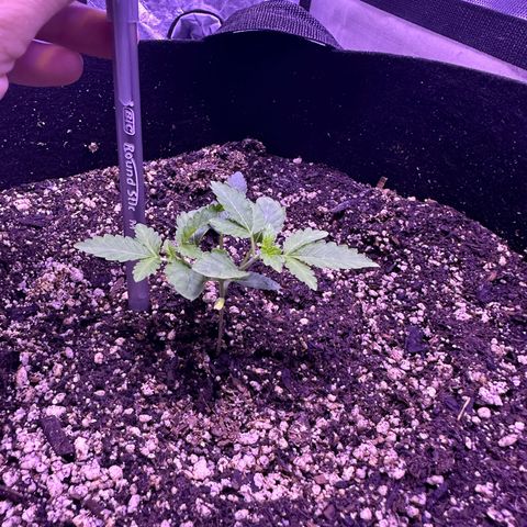 White Widow growlog photo: Looking good! Getting so big! 