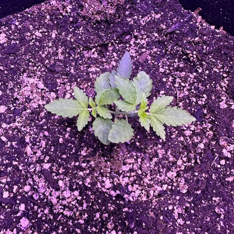 White Widow growlog photo: Looking good! Getting so big! 