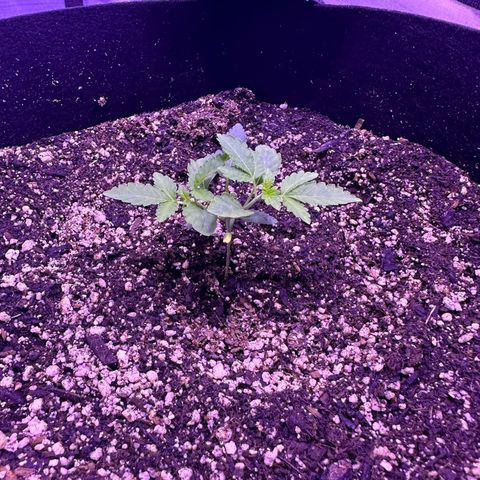White Widow growlog photo: Looking good! Getting so big! 