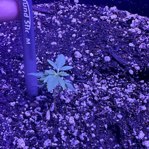 Gelato OG #1 growlog timeline photo