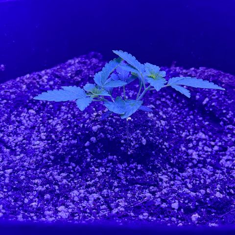 White Widow growlog timeline photo