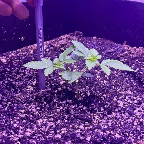 White Widow growlog timeline photo