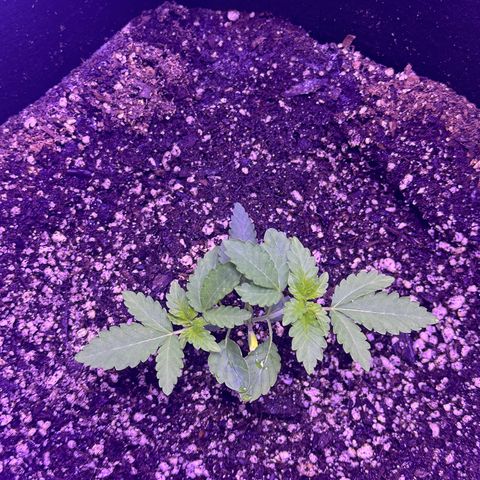 White Widow growlog timeline photo