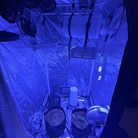 Gelato OG #1 growlog photo: Added a different humidifier since the other one wasn’t working so well. 