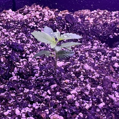 Gelato OG #1 growlog photo: Going to start nutrients this weekend. 