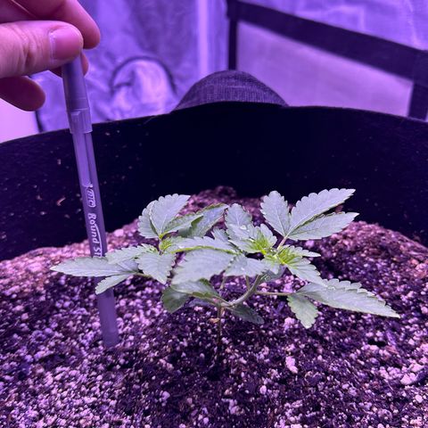 White Widow growlog photo: Gonna start nutrients this weekend. 