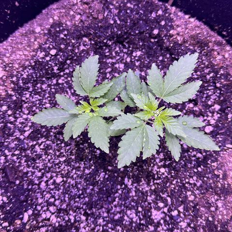 White Widow growlog photo: Gonna start nutrients this weekend. 