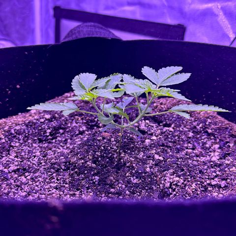 White Widow growlog photo: Gonna start nutrients this weekend. 