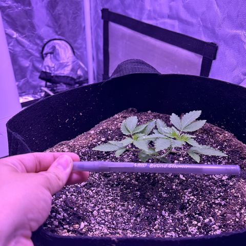 White Widow growlog photo: Gonna start nutrients this weekend. 