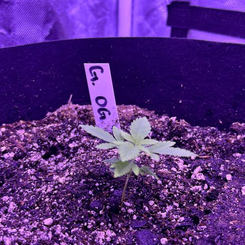 Gelato OG #1 growlog timeline photo
