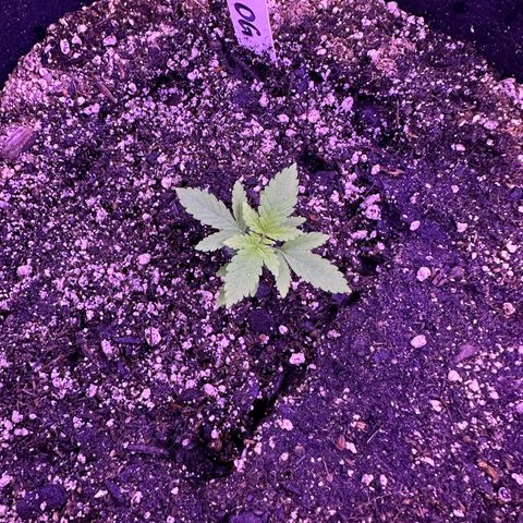 Gelato OG #1 growlog timeline photo