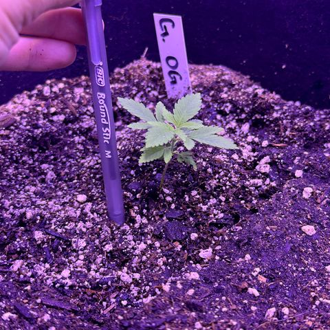 Gelato OG #1 growlog timeline photo